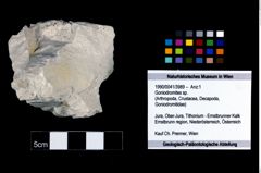 Foto (Objekt + Etikett) von Goniodromites sp.  (NHMW-GEO-1990-0041-3989)